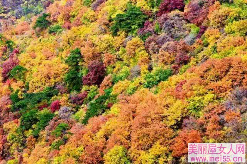 看秋天的红叶美轮美奂 看秋天的红叶美轮美奂