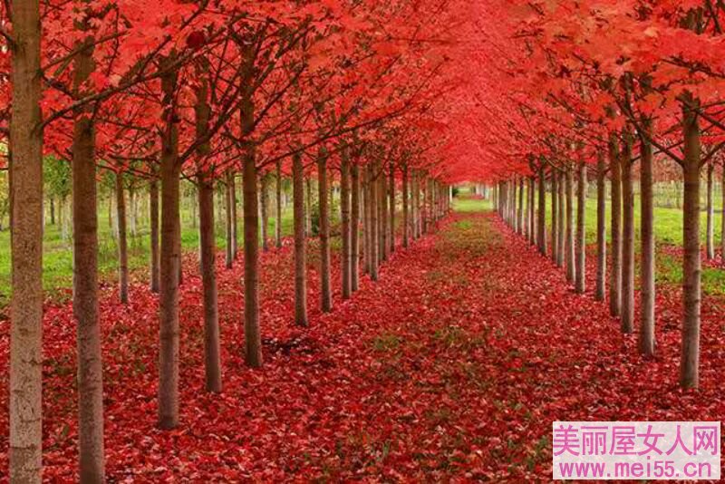 看秋天的红叶美轮美奂